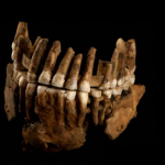 Researchers consider isolation as the reason for the destruction of Neanderthals