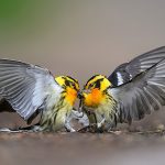 Blackburnian Warbler with gray wings and yellow head and body