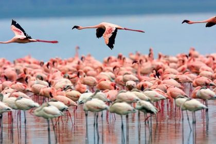 Flamingos flying in Maharlu lake, photo source: Young Journalists Club, photographer: unknown