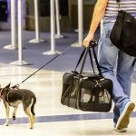 Traveling with a dog