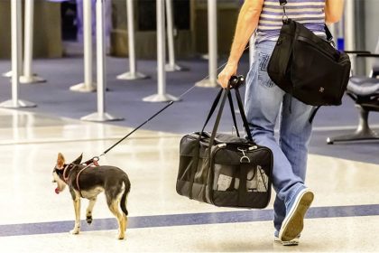 Traveling with a dog