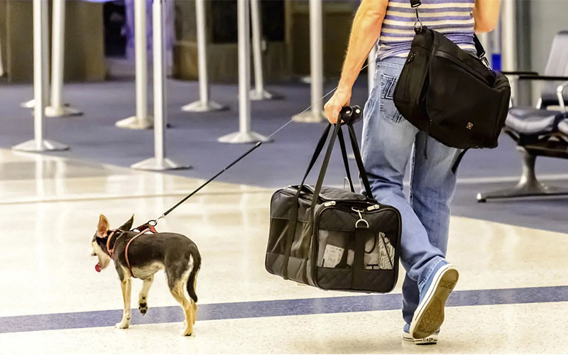 Traveling with a dog