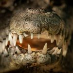 Macro photo of El Cora's smile in Mexico