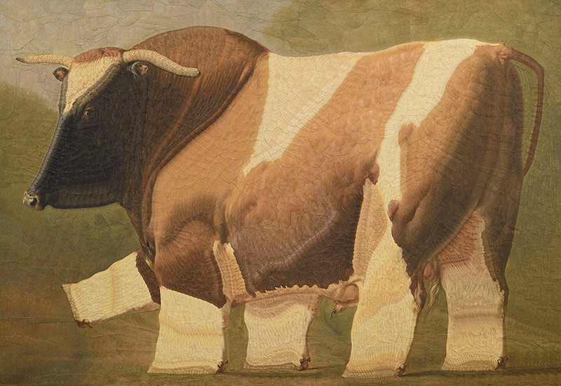 Two-color paper cow made by Lola Dupere
