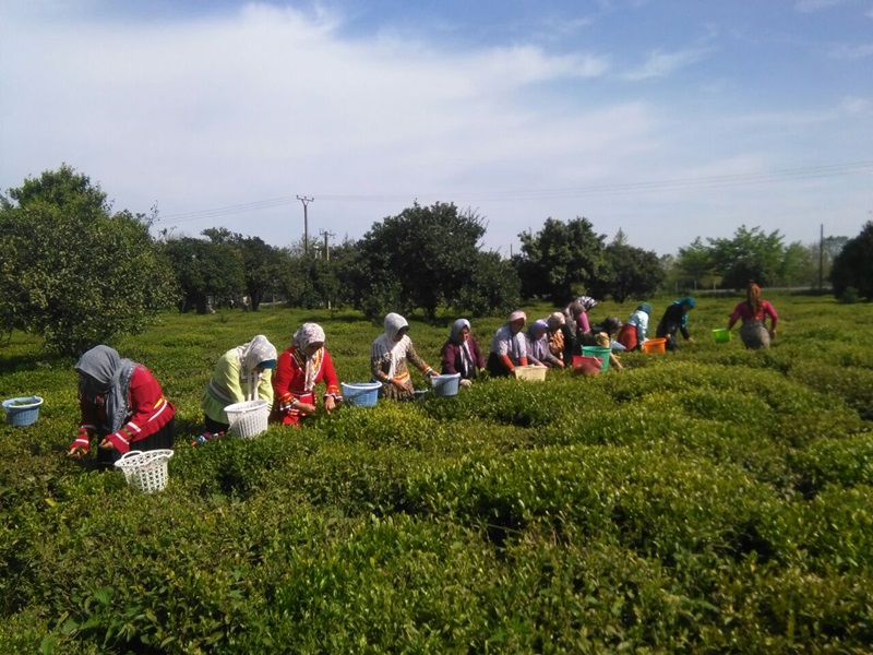 Tea harvesting in the tea fields of Gilan