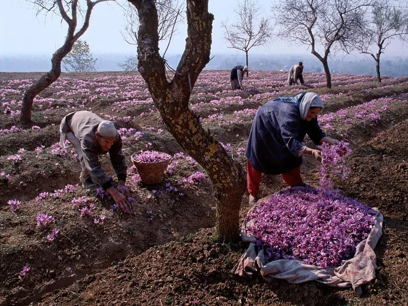 Harvesting saffron