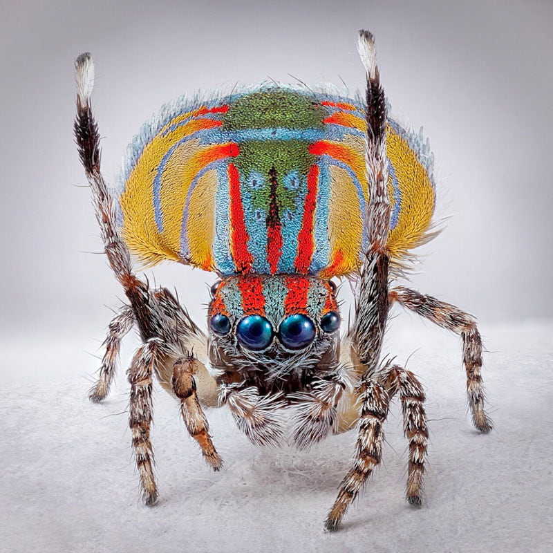Peacock spider with colorful oval body