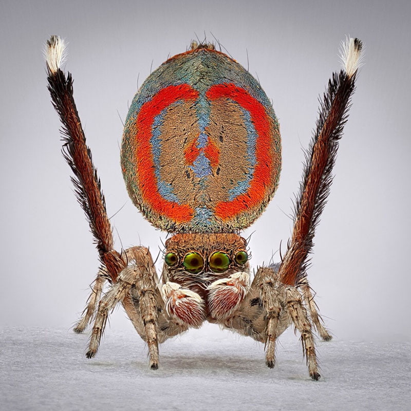 Dancing peacock spider with red stripes