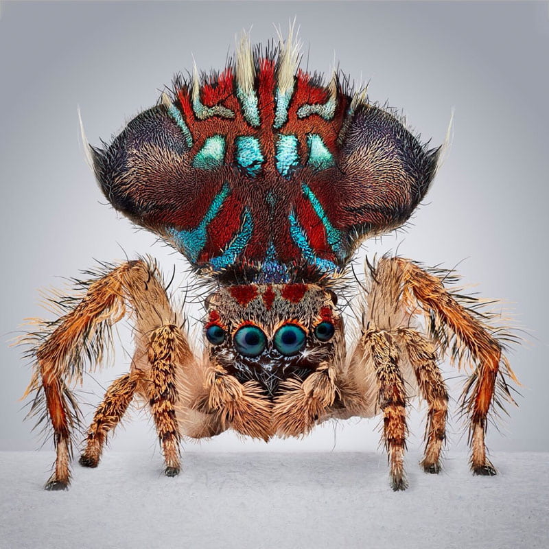 Peacock spider with blue eyes and multicolored body
