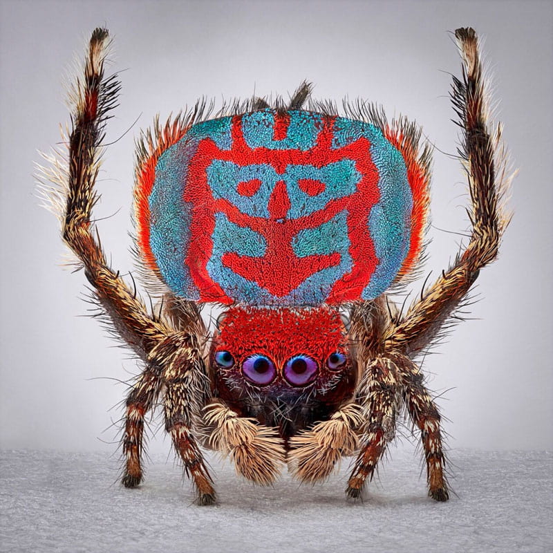 Peacock spider with colored and designed body