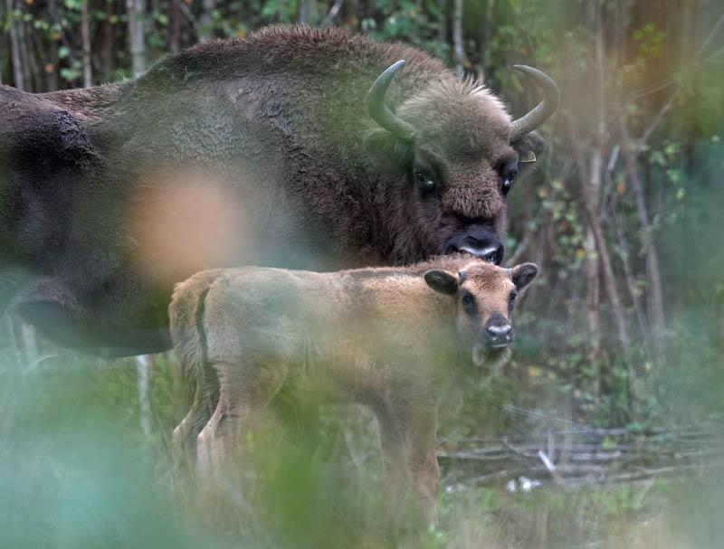 The resemblance of a bison calf to its mother in the British forests Photo source: the guardian; Photographer's name: Gareth Fuller