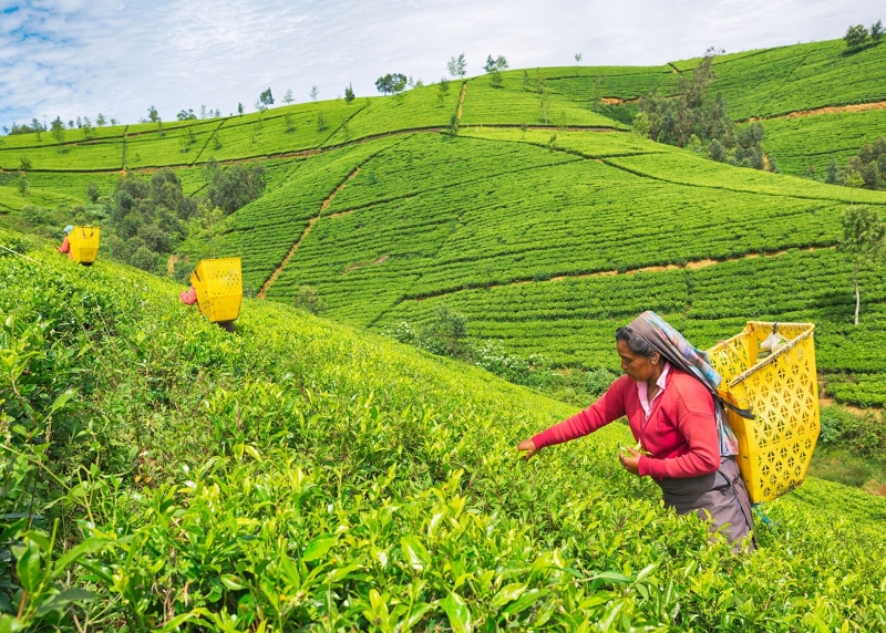 Nuwara Eliya tea plantations in Sri Lanka; Photo source: audleytravel.com. Photographer: Unknown