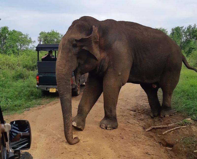 Elephants in Uduwalawa National Park, Sri Lanka; Photo source: destinationlesstravel.com. Photographer: Unknown
