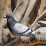 pigeon letter