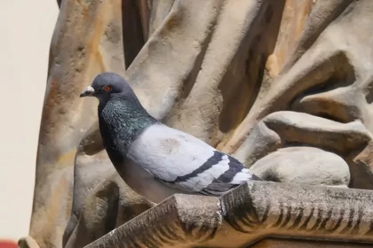pigeon letter