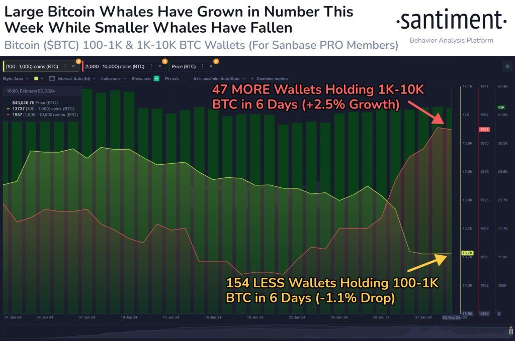 Increase in Bitcoin whale activity at the same time as the price stabilizes