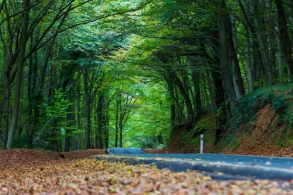 Istanbul Belgrade Forest