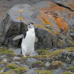 Video/Antarctica is turning green!