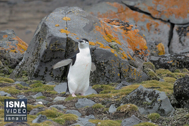 Video/Antarctica is turning green!