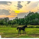 Where is Astana Ashrafieh?