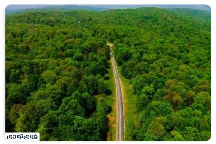 Where is Gisum forest?