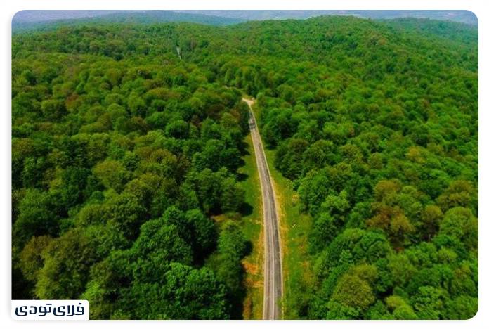 Where is Gisum forest?