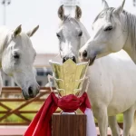 White Arabian horses in the center of Al Shaqab, Qatar, around the Jam; Photo Source: Explore Qatar, Photographer: Unknown