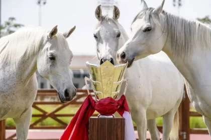 White Arabian horses in the center of Al Shaqab, Qatar, around the Jam; Photo Source: Explore Qatar, Photographer: Unknown