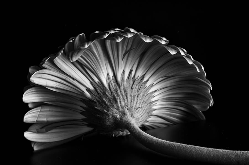 Black and white photo of a flower