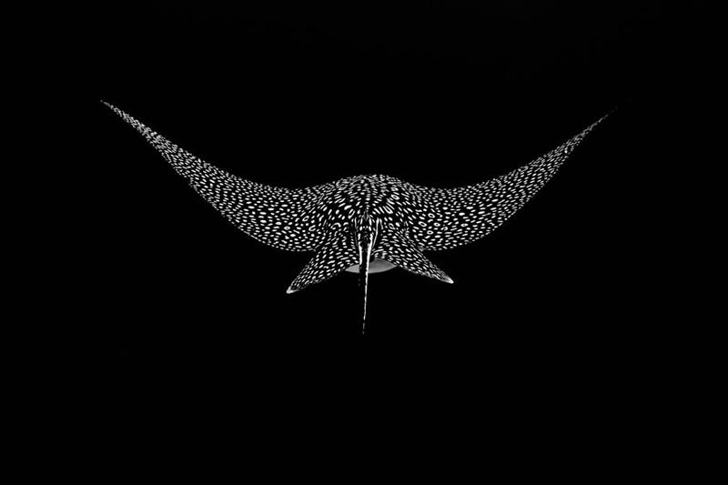 Black and white photo of a fish table