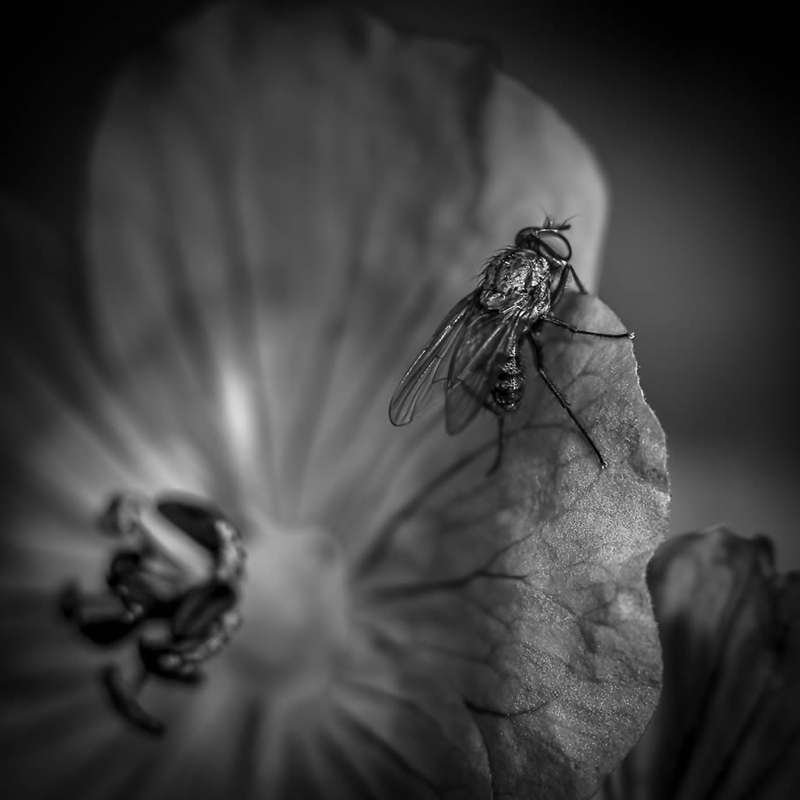 Black and white photo of a fly on a flower