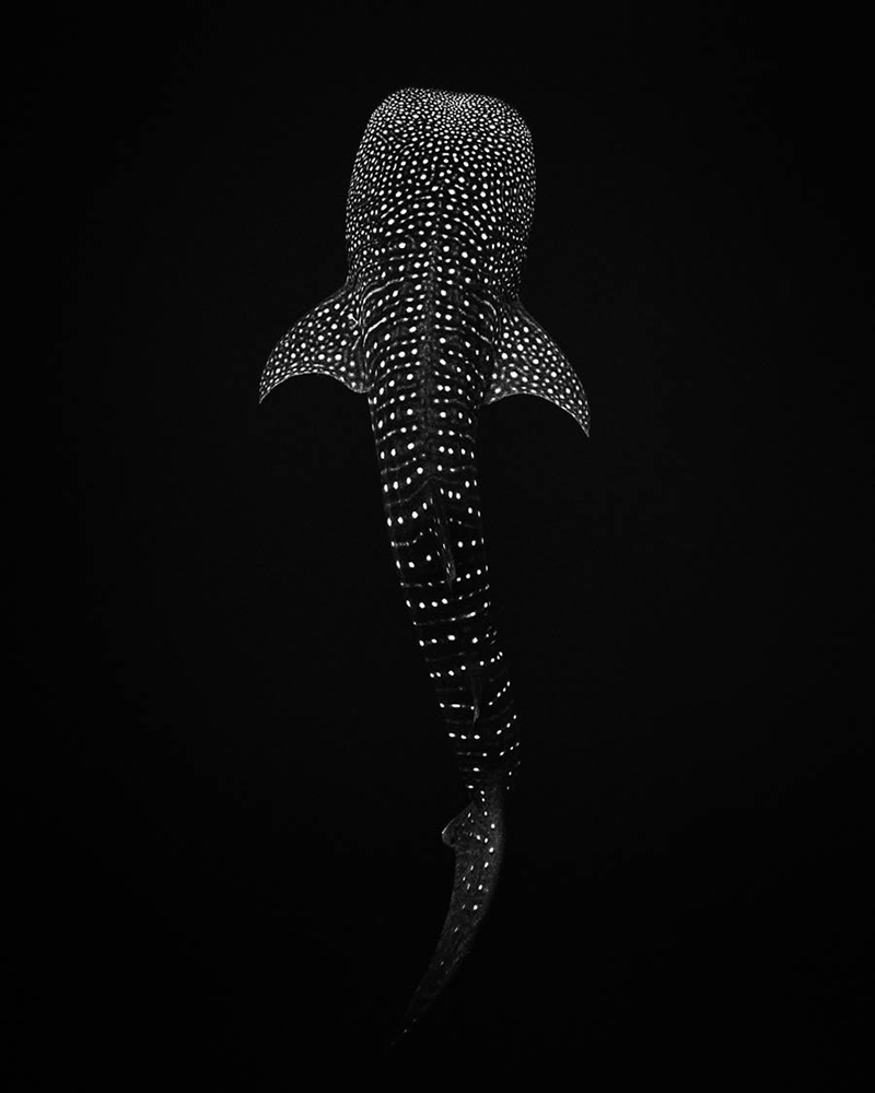 Black and white photo of a fish