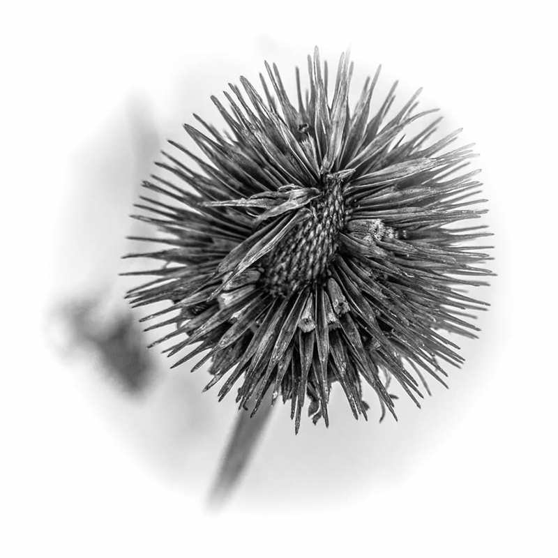 Black and white photo of field flower