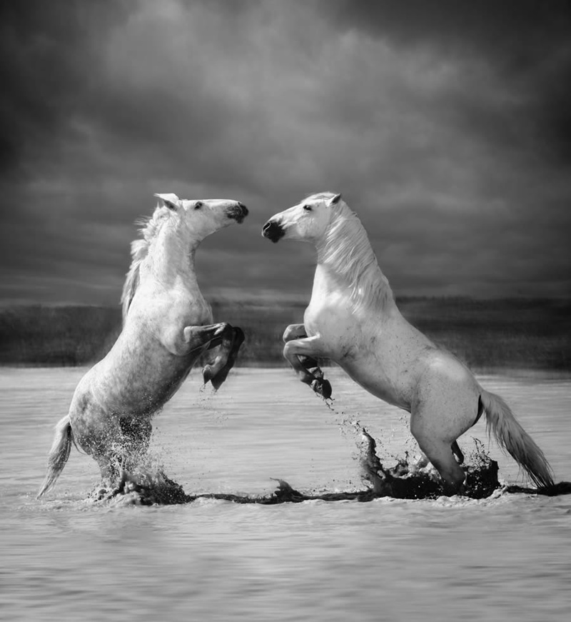 Black and white photo of two horses fighting