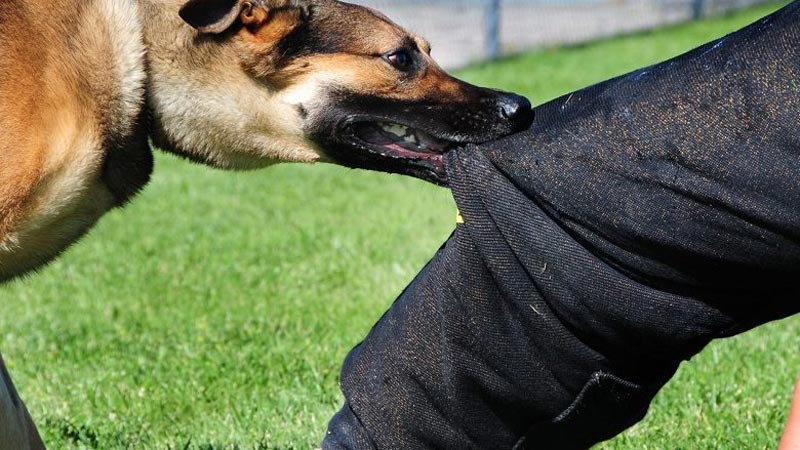 dog bite; Photo source: telegrafi.com website; Photographer: Unknown