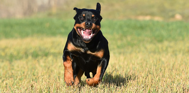 dog attack; Photo source: hessinjurylaw.com website; Photographer: Unknown