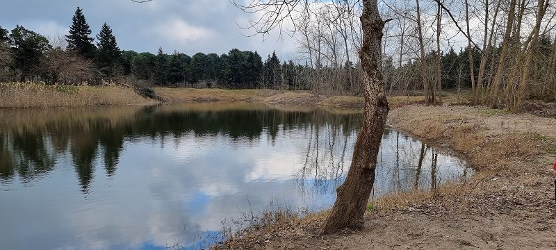 Lake between Bandar Anzali Forest Park; Photo source: Google Map; Photographer: Mohsen Shahriari