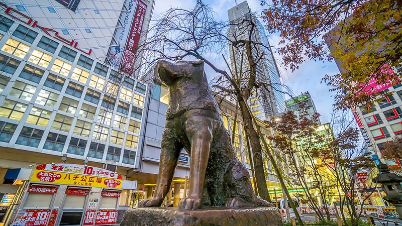 The dramatic story of Shibuya and Hachiko
