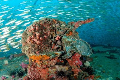 Explore Phang Nga Bay