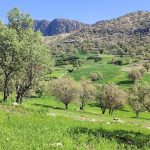 Nature of Mino Island, photo source: Google Map, photographer: Farshid Shafiei