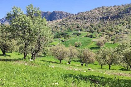 Nature of Mino Island, photo source: Google Map, photographer: Farshid Shafiei