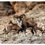 Garmsar animal species