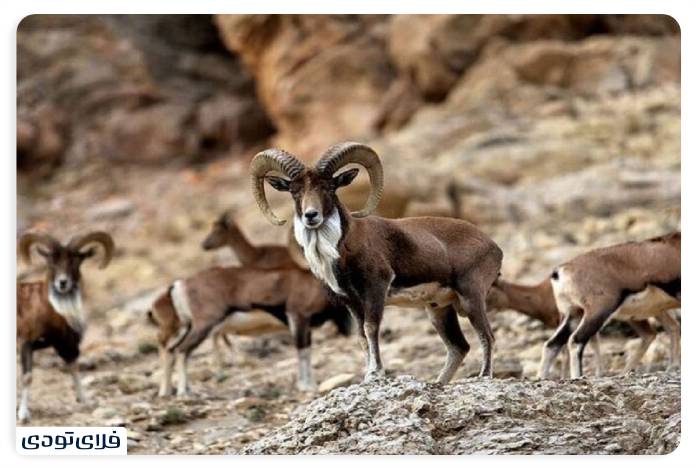 Garmsar animal species