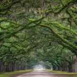 The most beautiful tree tunnels in the world