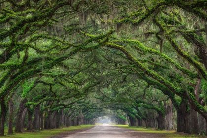 The most beautiful tree tunnels in the world