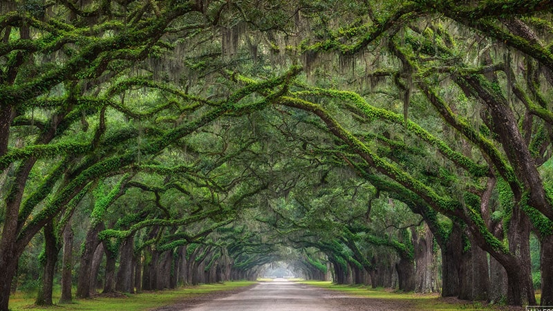 The most beautiful tree tunnels in the world