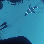 The secret of escaping from the shark's jaws: a lighted surfboard!