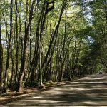 Gisum Forest Road, photo source: Google Map, photographer: Taxman
