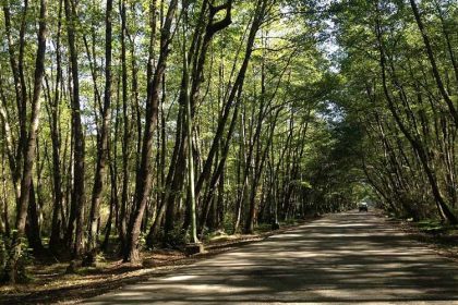 Gisum Forest Road, photo source: Google Map, photographer: Taxman