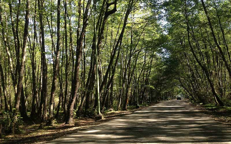 Gisum Forest Road, photo source: Google Map, photographer: Taxman